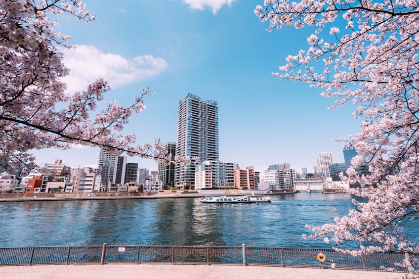 Beautiful cherry blossoms at the Sumida River in Tokyo