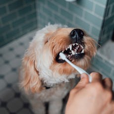 A person brushes their dog's teeth.