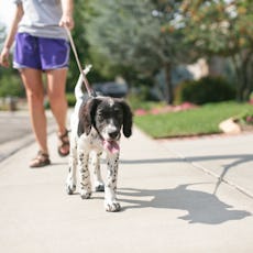 A woman walks her dog on a hot summer day.