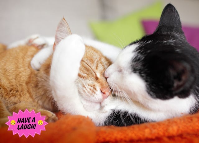 Women are applauding a male cat who is taking amazing care of his feline partner. 