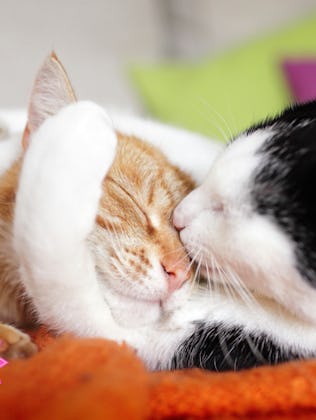 Women are applauding a male cat who is taking amazing care of his feline partner. 