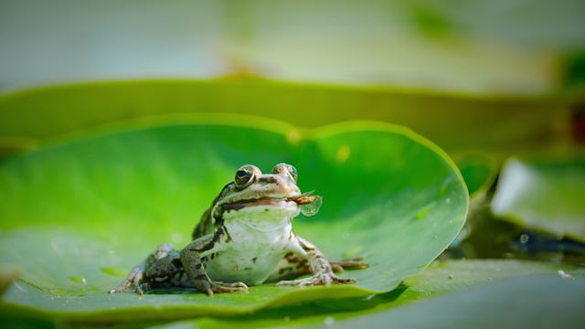 Netflix's new docuseries 'Our Living World' comes just in time for Earth Month.