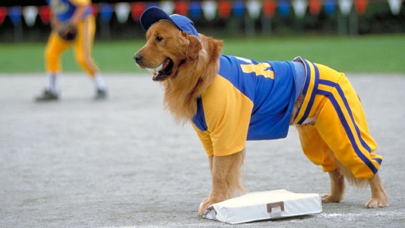 'Air Bud'