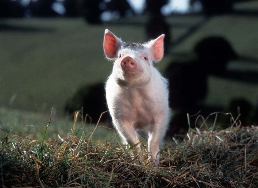 Babe running in a scene from the '90s family film 'Babe.'