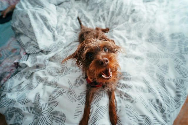 A dog lays on a bed.