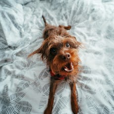 A dog lays on a bed.