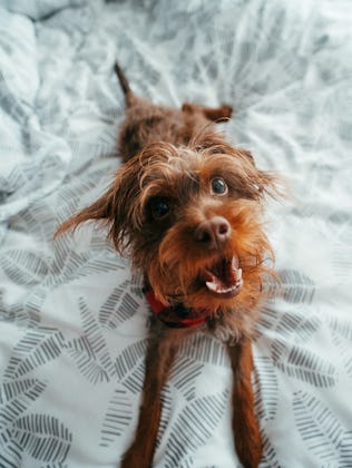 A dog lays on a bed.