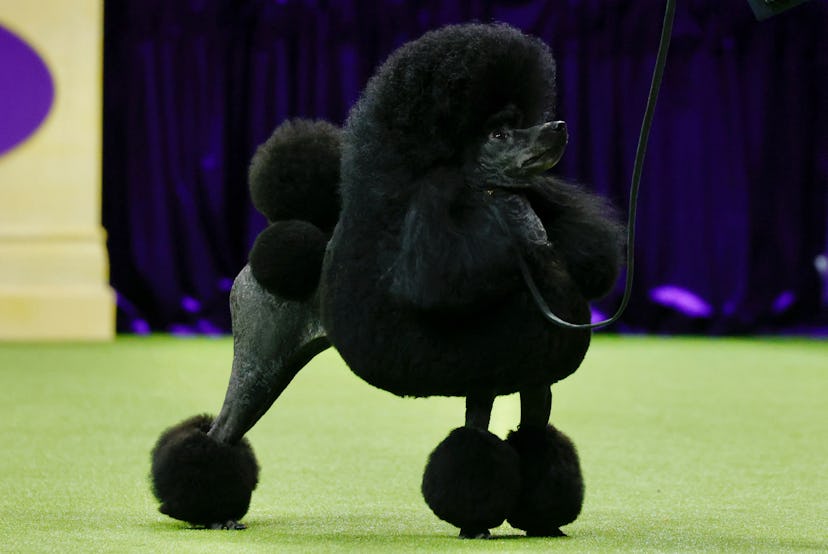 Sage, a Miniature Poodle from Houston, Texas, stands before winning the Best in Show group during th...