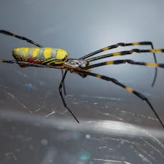 An undated handout photo from the University of Georgia of the invasive Joro spider species, Trichon...